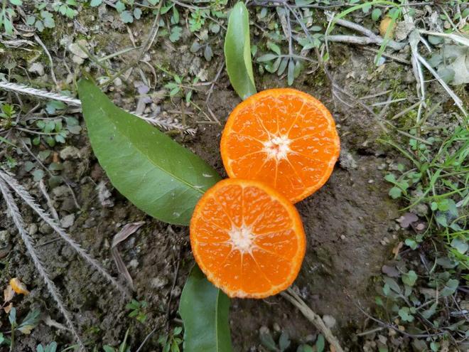 ：广西砂糖橘酸甜适中吃出好心情PG电子麻将胡了冬日解馋必备(图1)