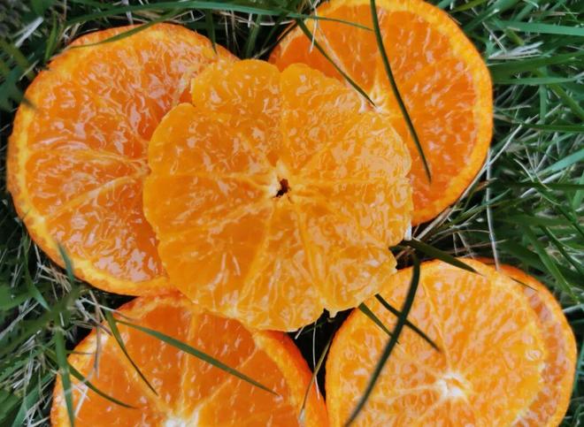 ：广西砂糖橘酸甜适中吃出好心情PG电子麻将胡了冬日解馋必备(图2)