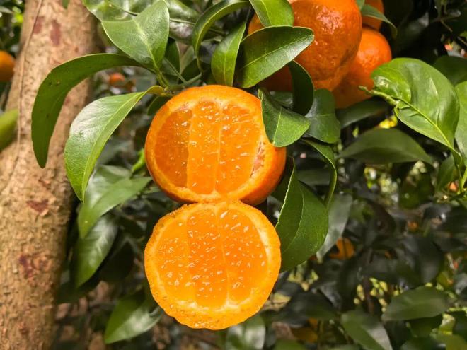 ：广西砂糖橘酸甜适中吃出好心情PG电子麻将胡了冬日解馋必备(图4)