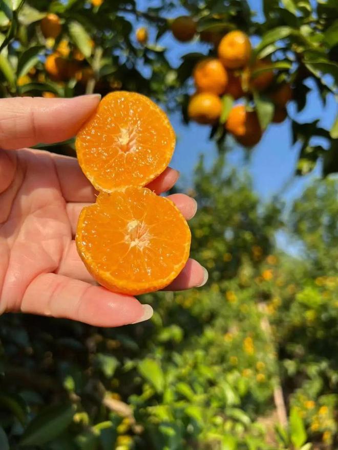 ：广西砂糖橘酸甜适中吃出好心情PG电子麻将胡了冬日解馋必备(图5)